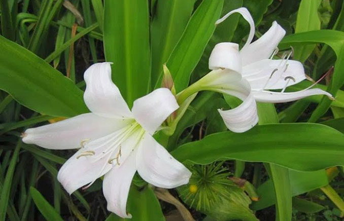 Trinh Nữ Hoàng Cung