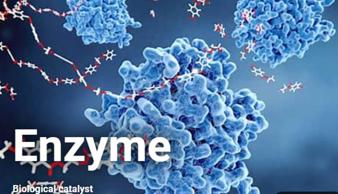 Ứng dụng enzyme trong chiết xuất trà